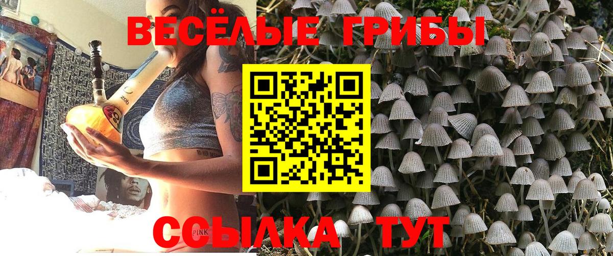 Псилоцибиновые грибы Psilocybine cubensis Ртищево